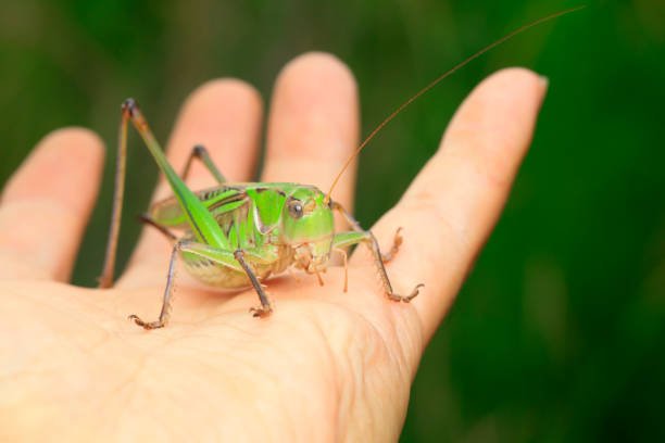 How to Keep Crickets Alive